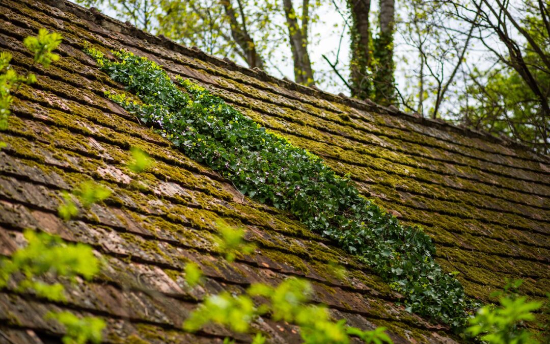 Mousse sur toiture