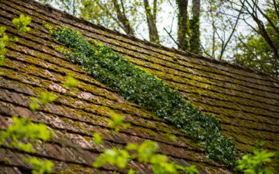 La mousse sur votre toiture est-elle vraiment dangereuse ? Quand faut-il faire un démoussage professionnel ?